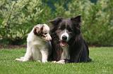 BORDER COLLIE 1531